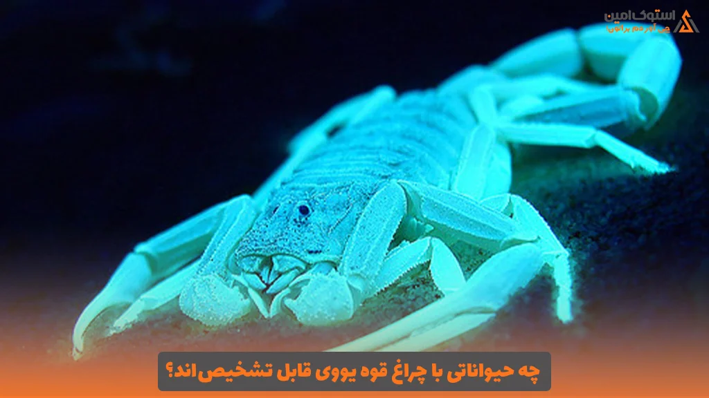 چه حیواناتی با چراغ قوه یووی قابل تشخیص‌اند؟